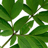 green leaf